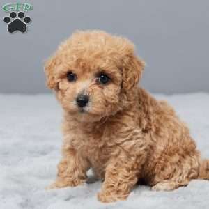 Sandy, Bich-Poo Puppy